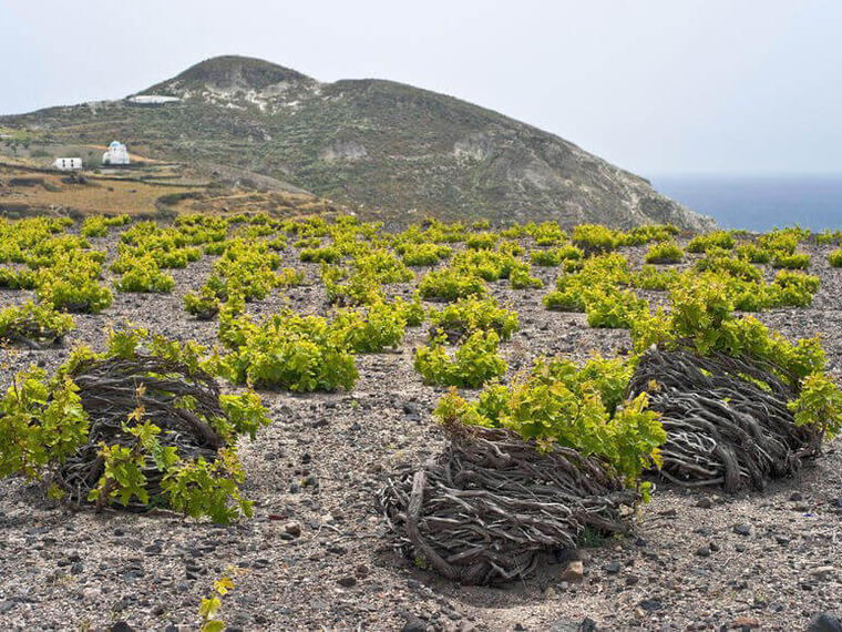 Boutari Wineries Santorini, Megalochori, Greece