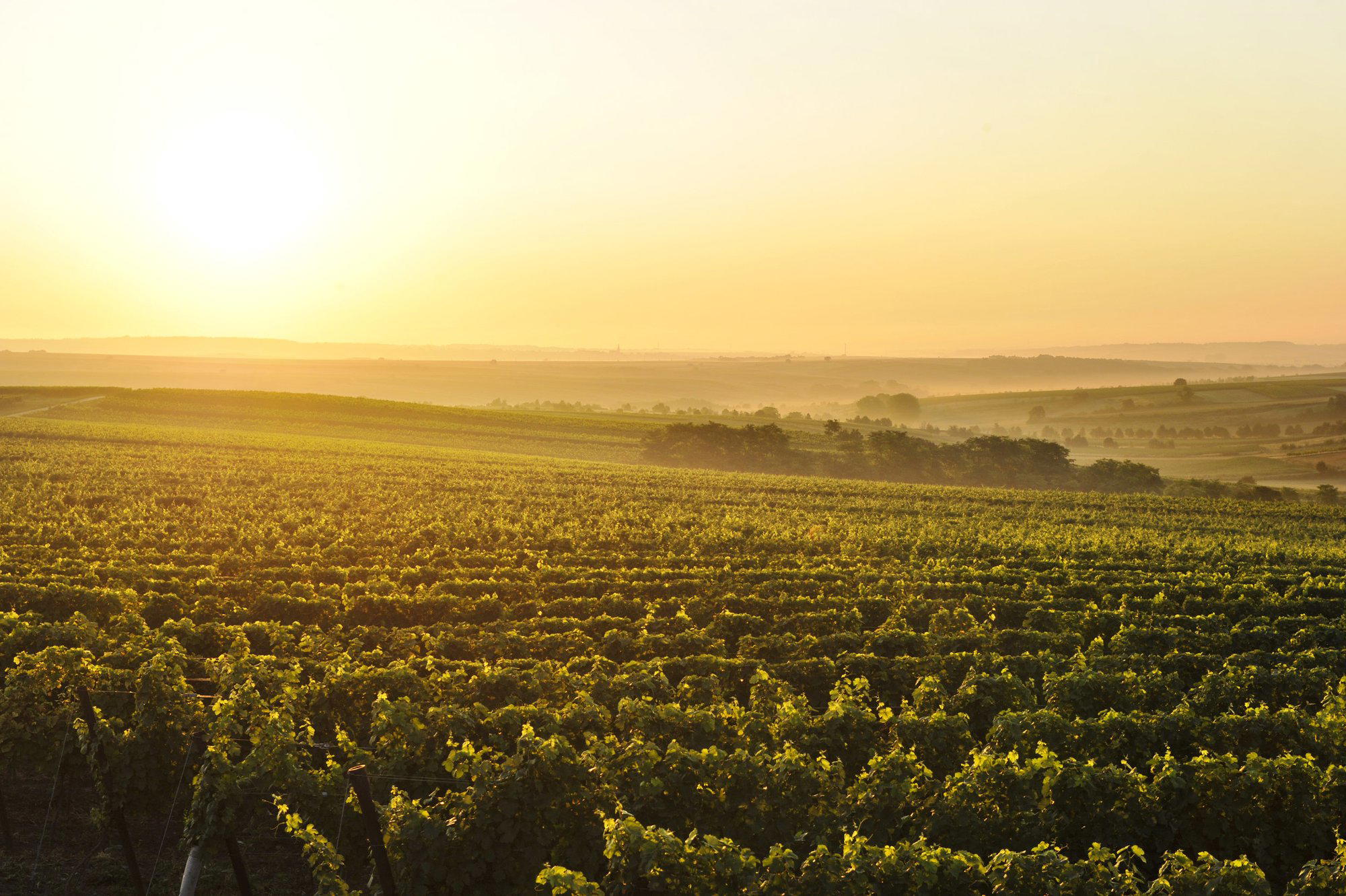 Weingut Frank winery in Herrnbaumgarten