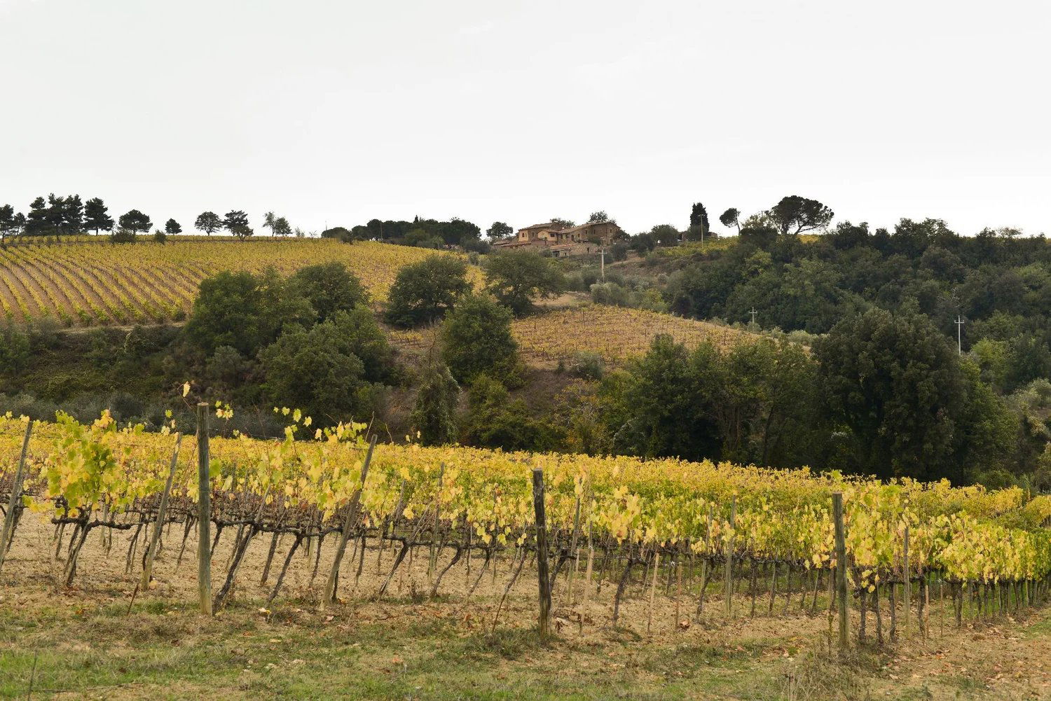 Castello di Lucignano, Winery in Gaiole in Chianti