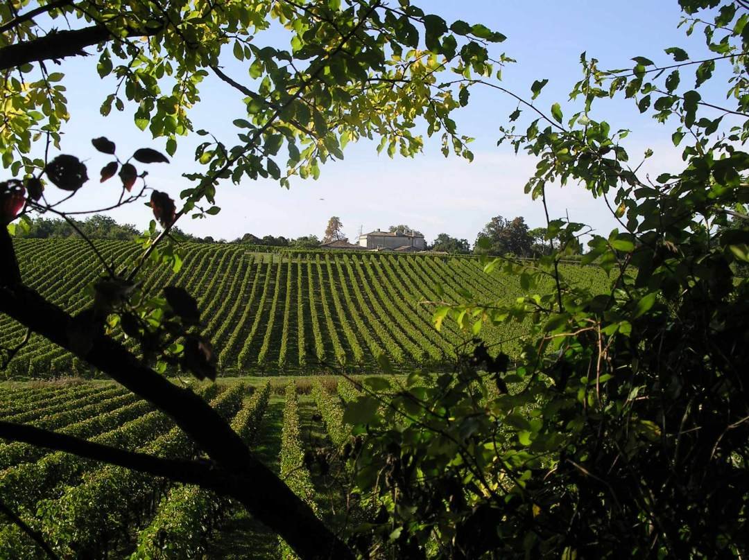 Château Mazeris, Winery in Saint Michel De Fronsac