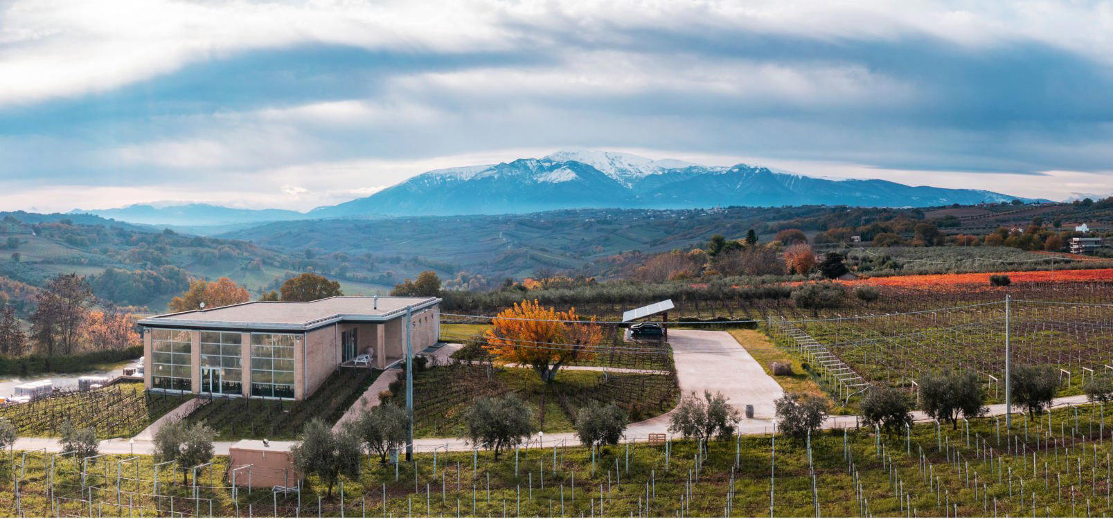 Collefrisio winery in Frisa