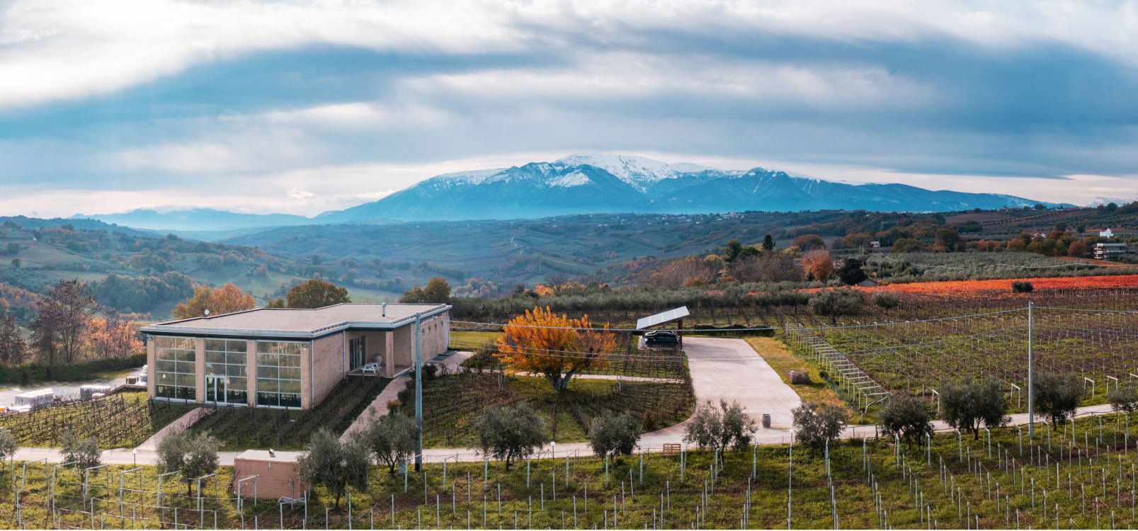 Collefrisio, Winery in Frisa