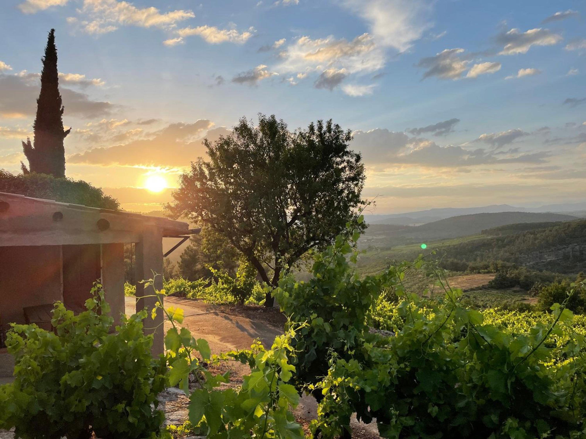 Celler de Capçanes, Winery in Capcanes