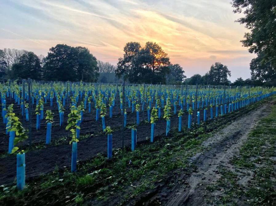 Schatoh Feldmark winery in Bargteheide