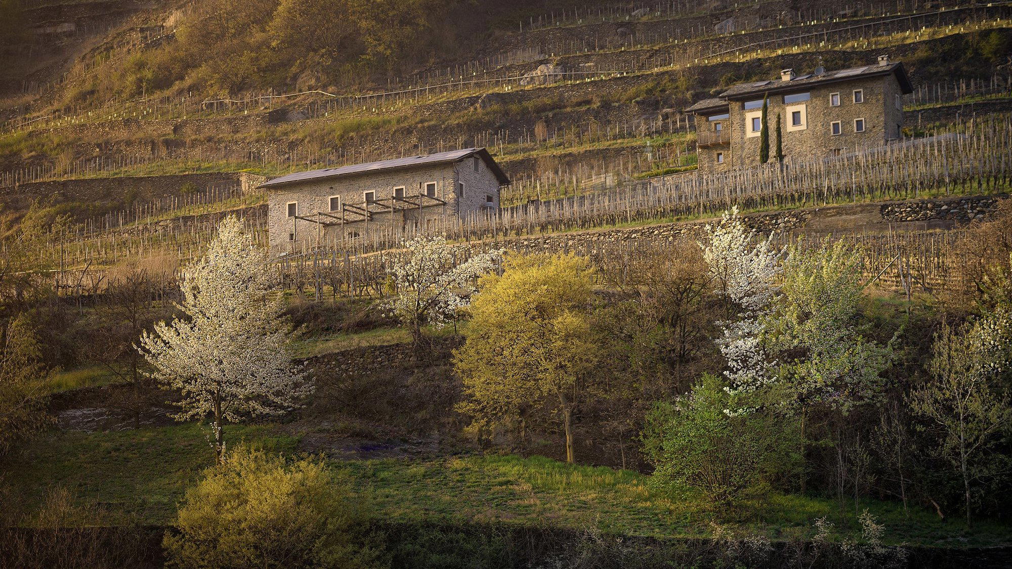 La Perla di Marco Triacca winery in Tresenda Di Teglio
