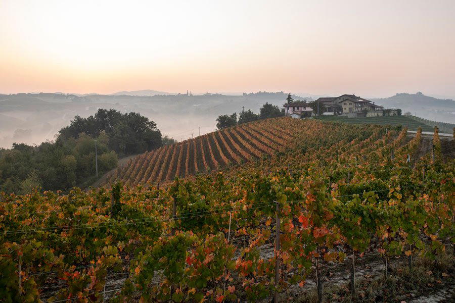 Azienda Agricola Pecchenino winery in Dogliani