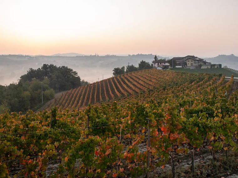 Azienda Agricola Pecchenino, Dogliani, Italy