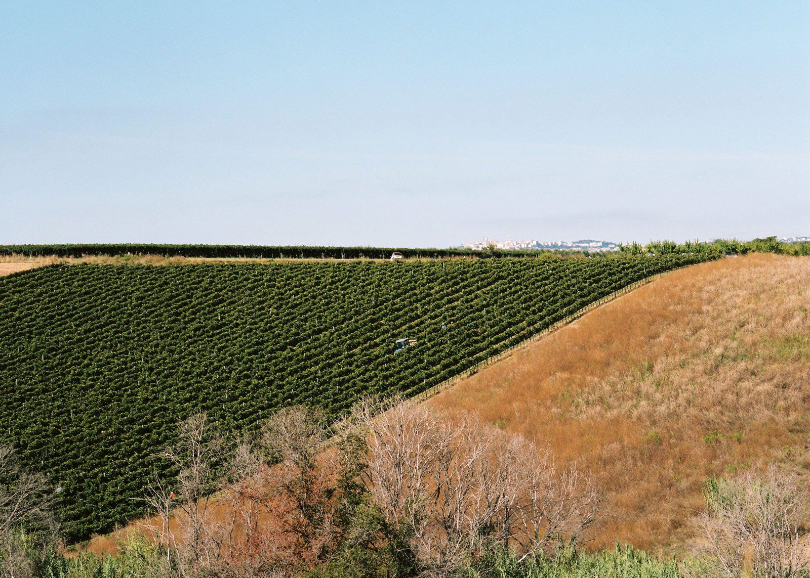 Di Majo Norante, Winery in Campomarino