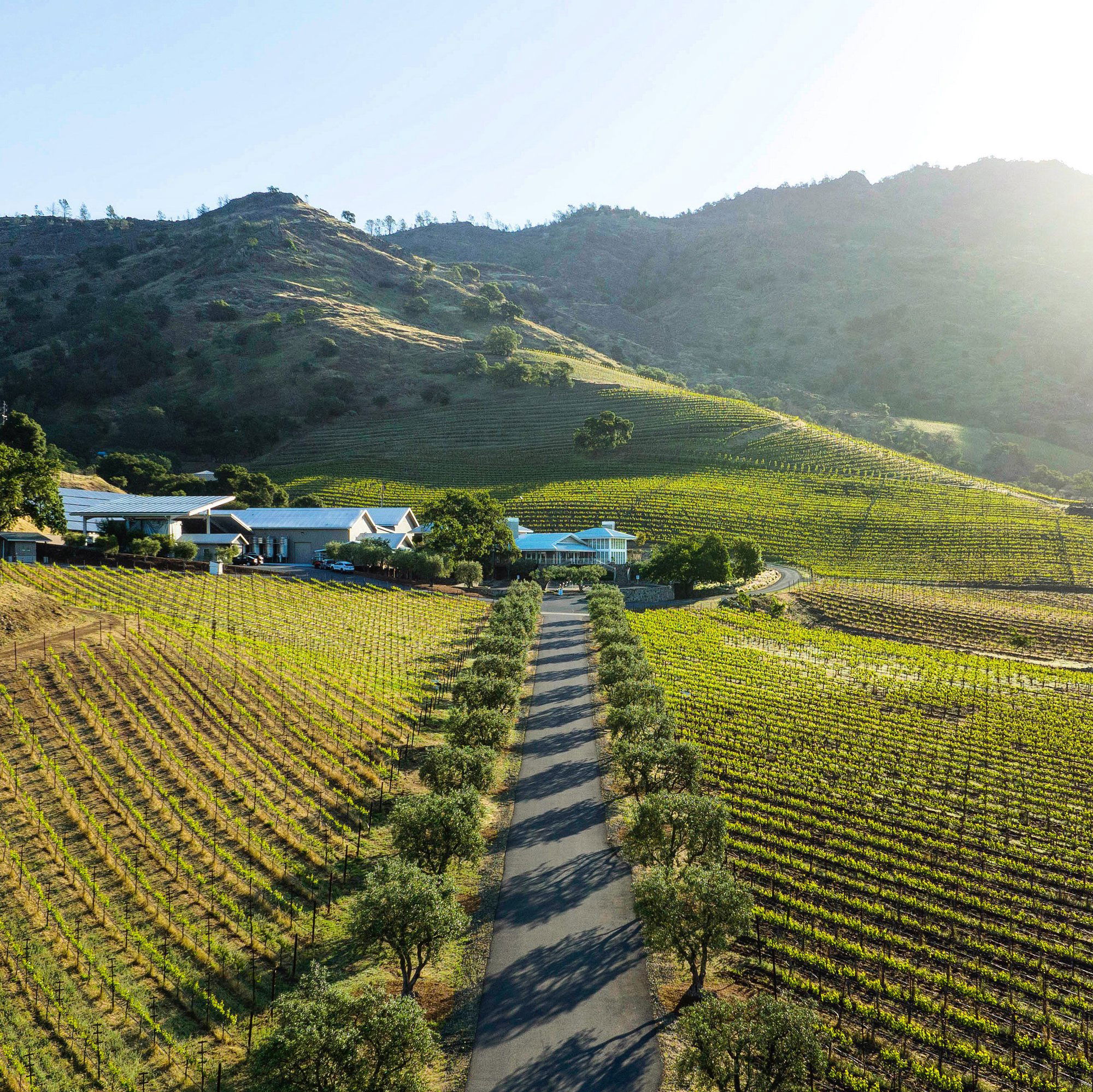 Plinio Wines, Winery in Rutherford
