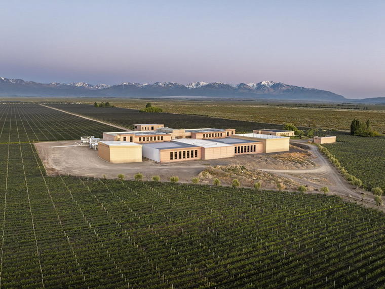 Cape Wine Makers Guild, Olive Grove, South Africa