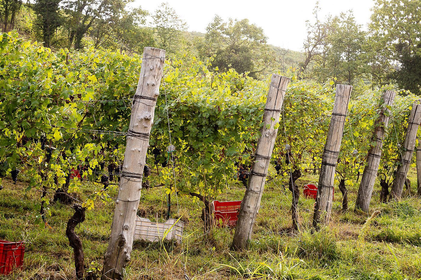 Platinetti Guido winery in Ghemme, Italy