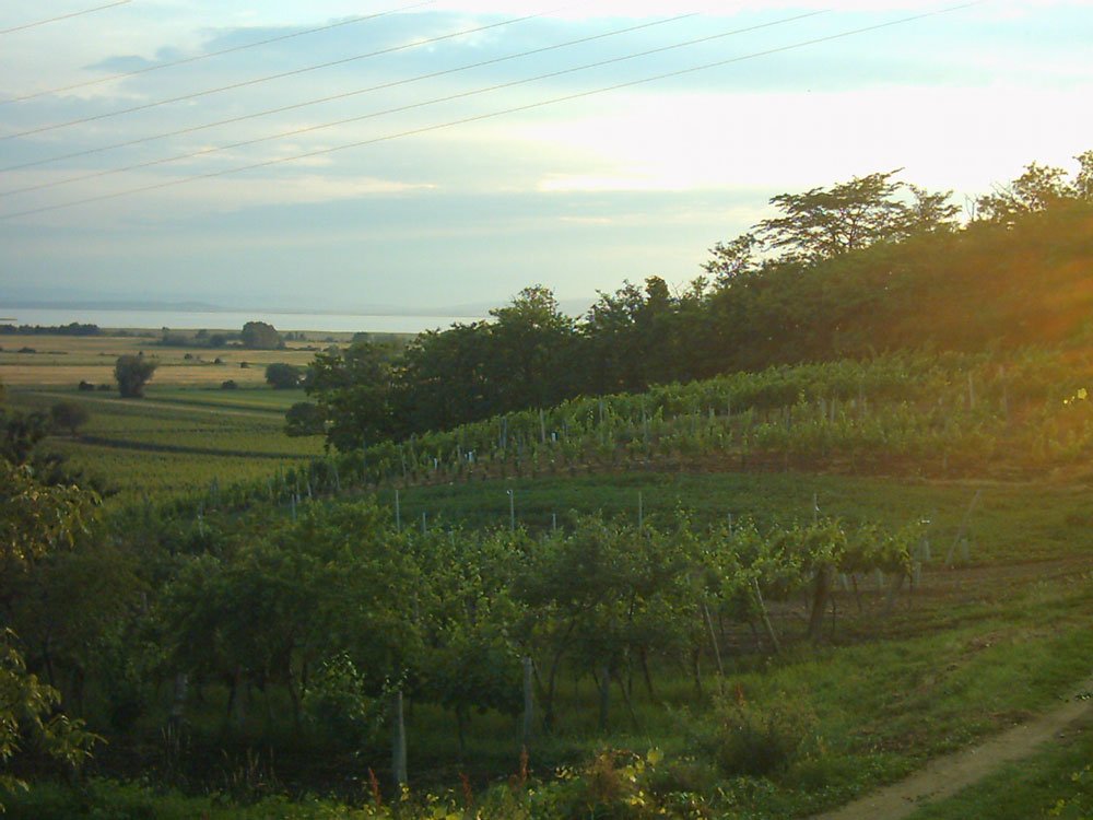 Bio-Weingut Bernthaler + Bernthaler, Winery in Gols