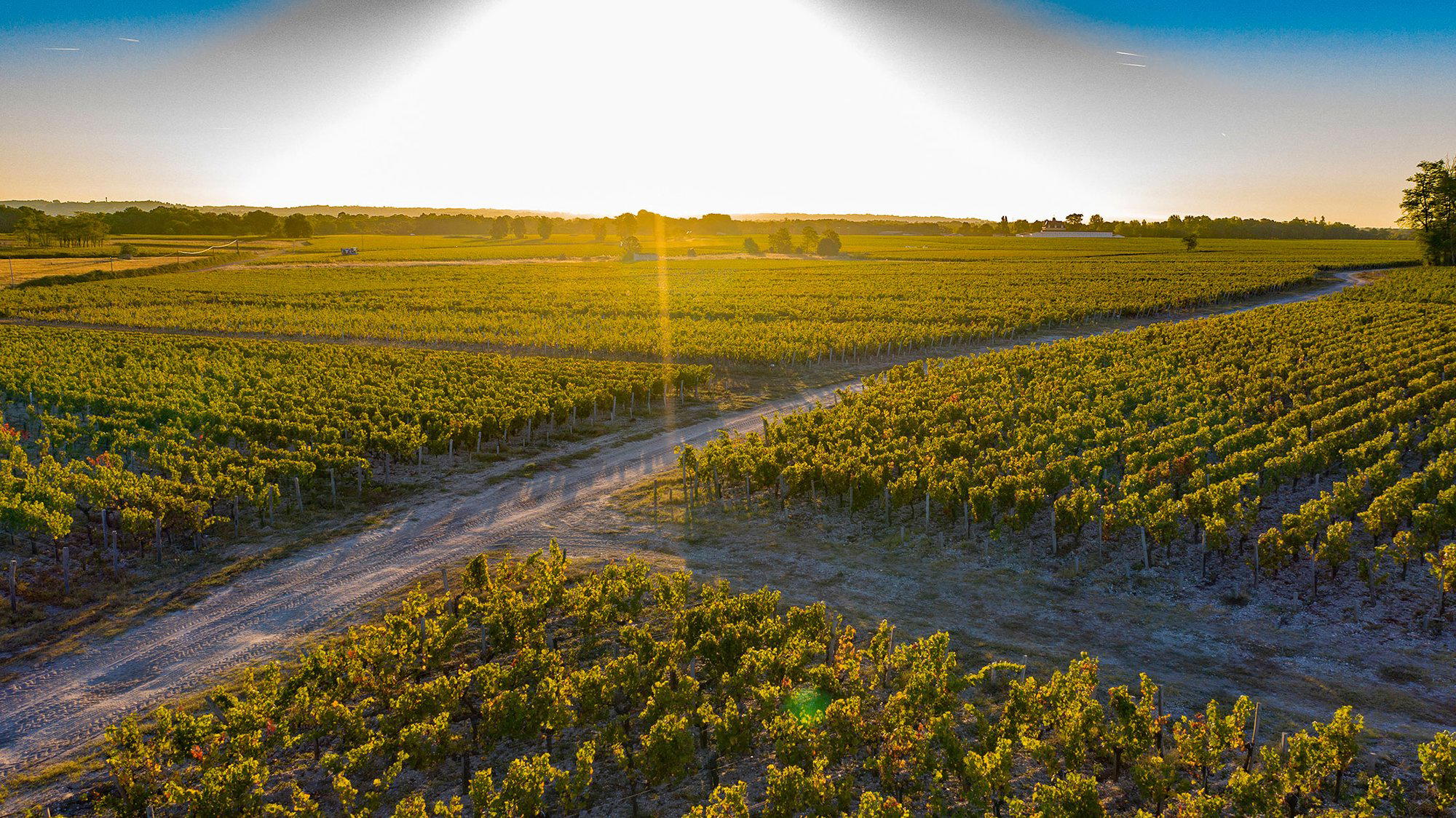 Château Larose Perganson winery in Saint-Laurent-Médoc