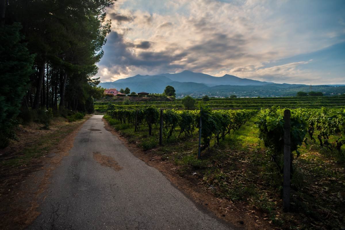 Cantine Murgo, Winery in Santa Venerina