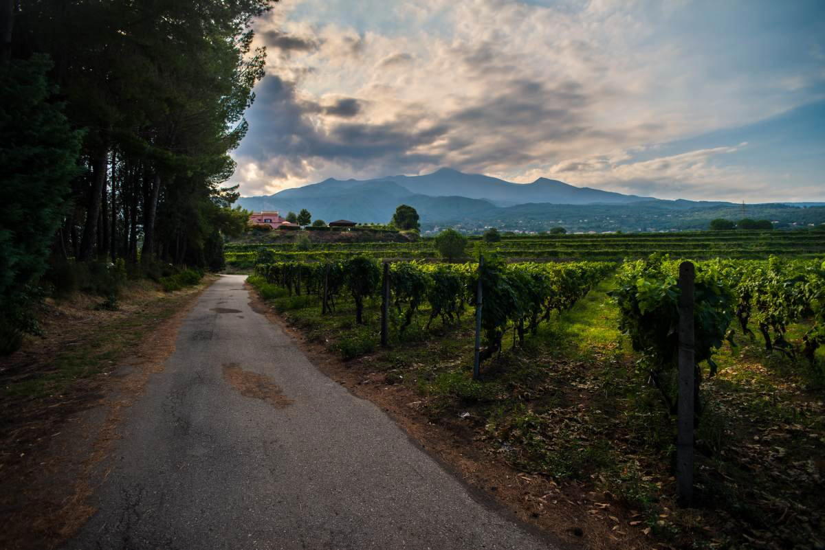 Cantine Murgo winery in Santa Venerina
