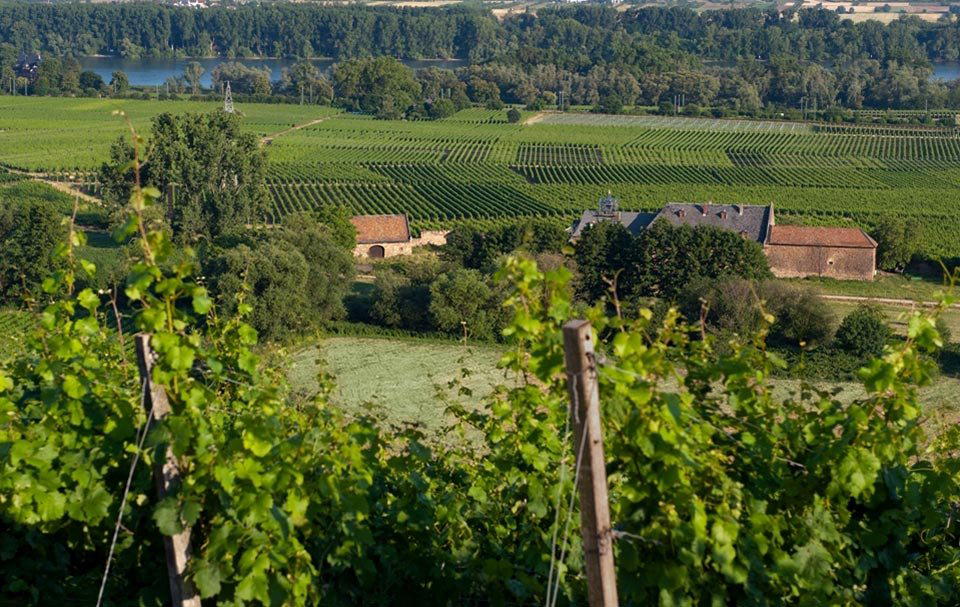 Weingut Johannishof winery in Johannisberg