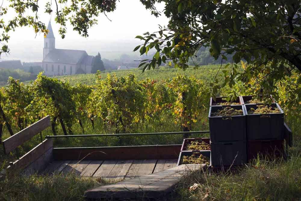Domaine Ostertag, Winery in Epfig