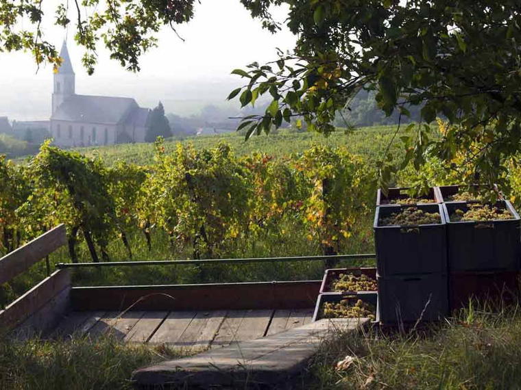 Domaine Ostertag, Epfig, France