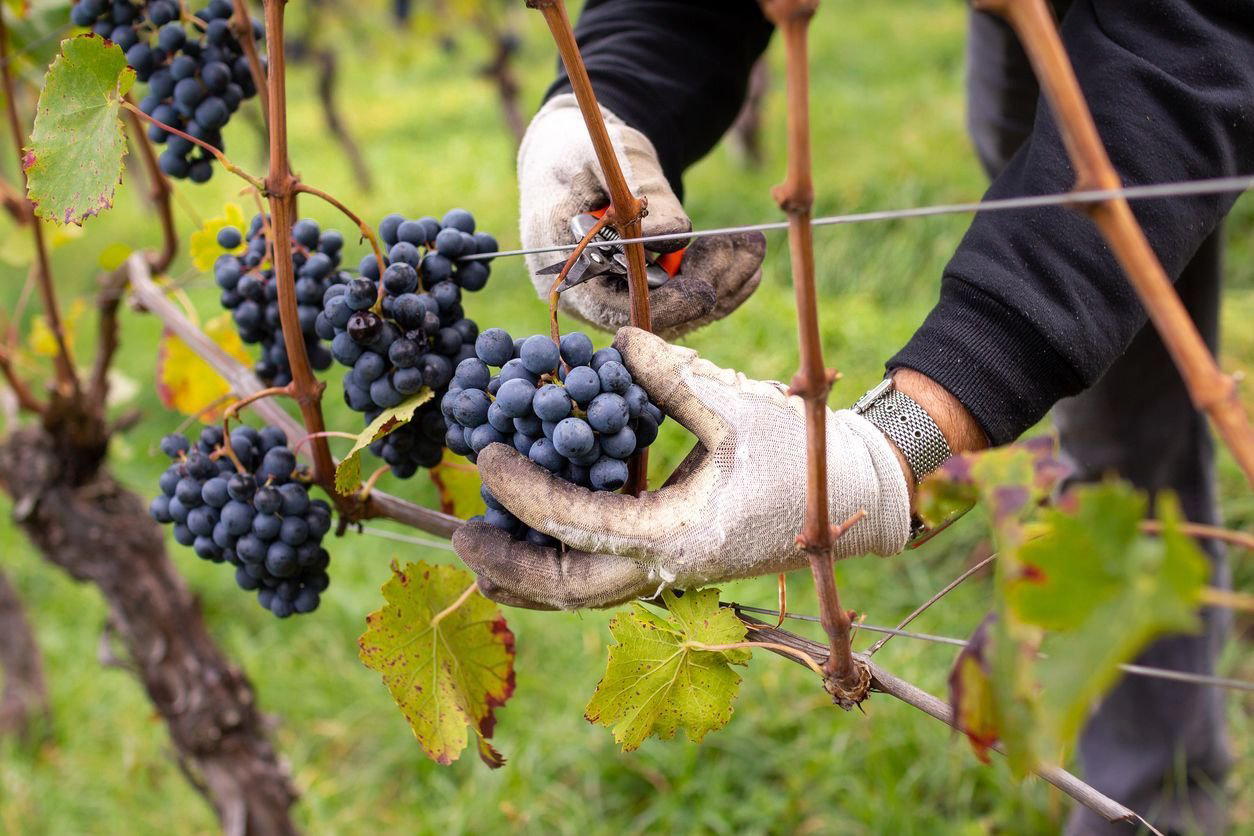 Silvio Grasso winery in La Morra, Italy