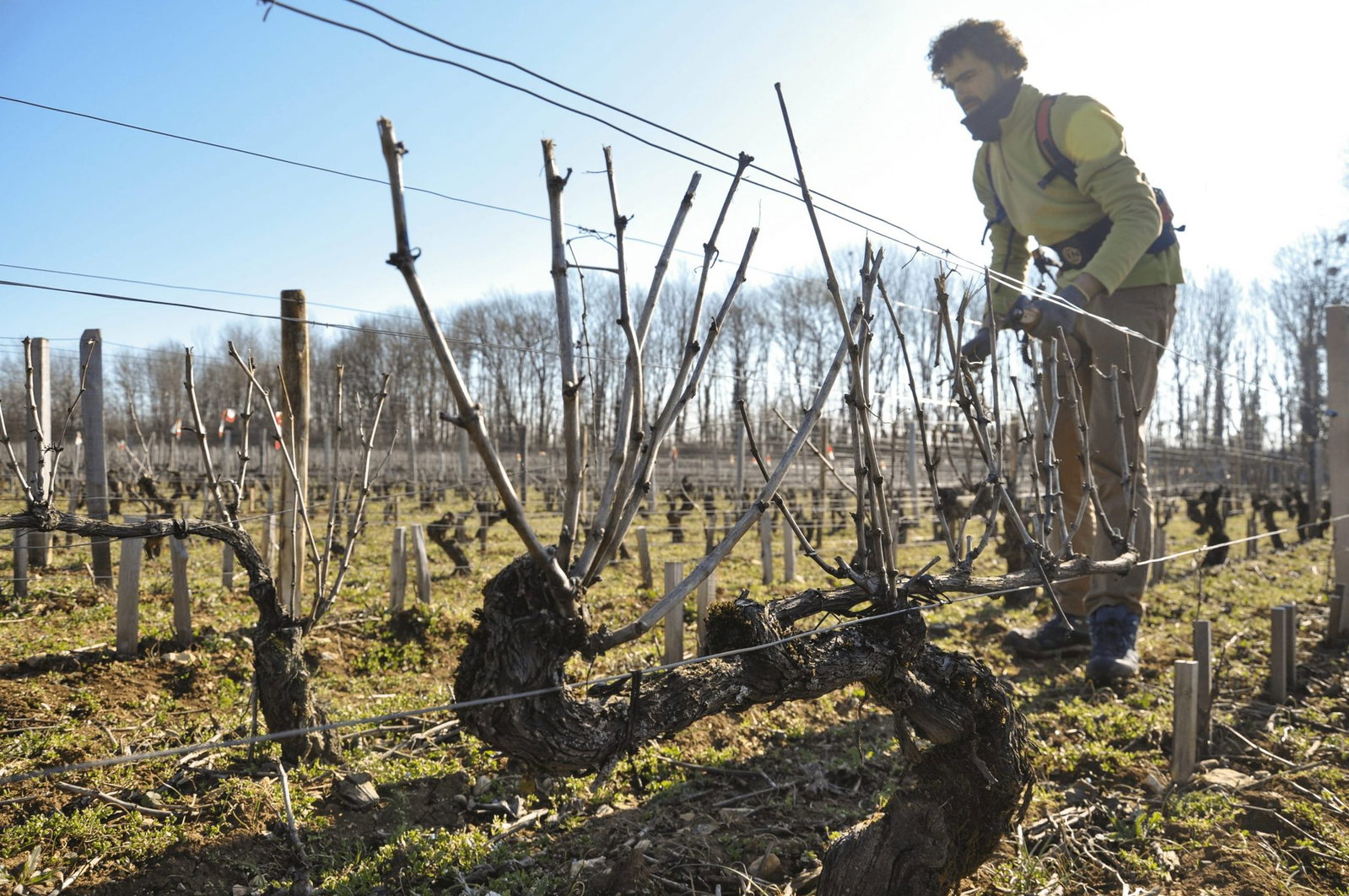 Domaine Alain Jeanniard, Morey-Saint-Denis, France
