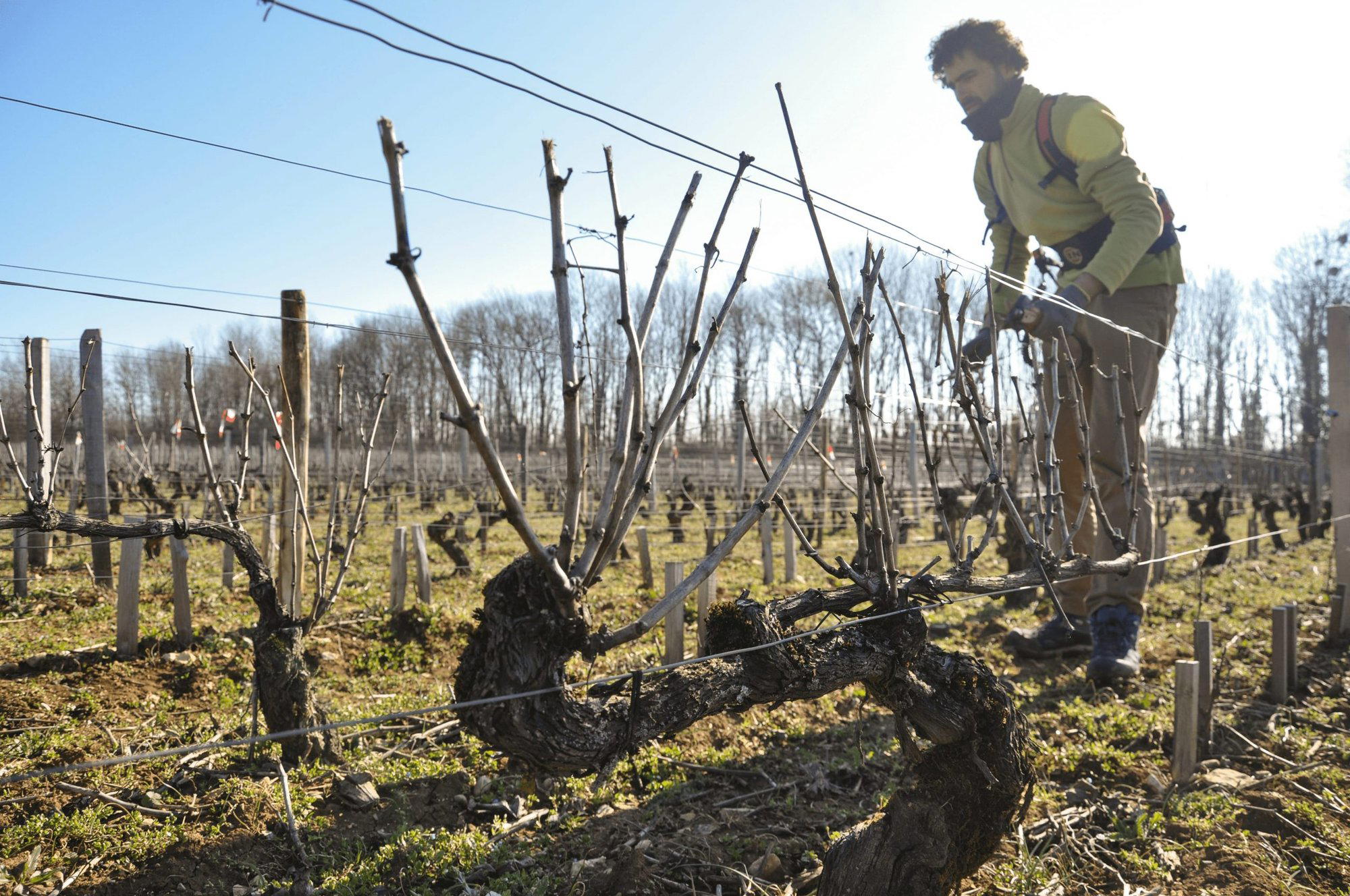 Domaine Alain Jeanniard winery in Morey-Saint-Denis, France