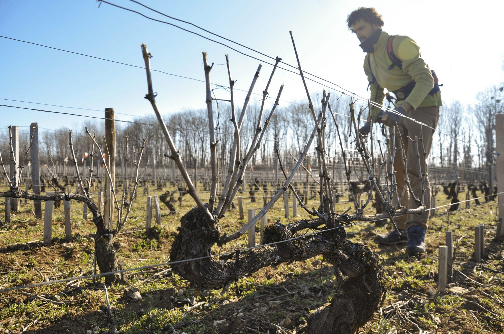 Domaine Alain Jeanniard, Winery in Morey-Saint-Denis