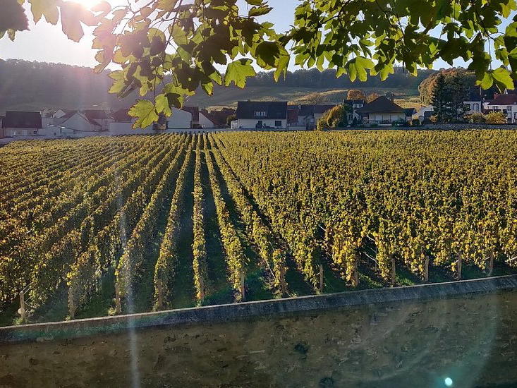 Champagne Philippe Gonet, Le Mesnil-sur-Oger, France