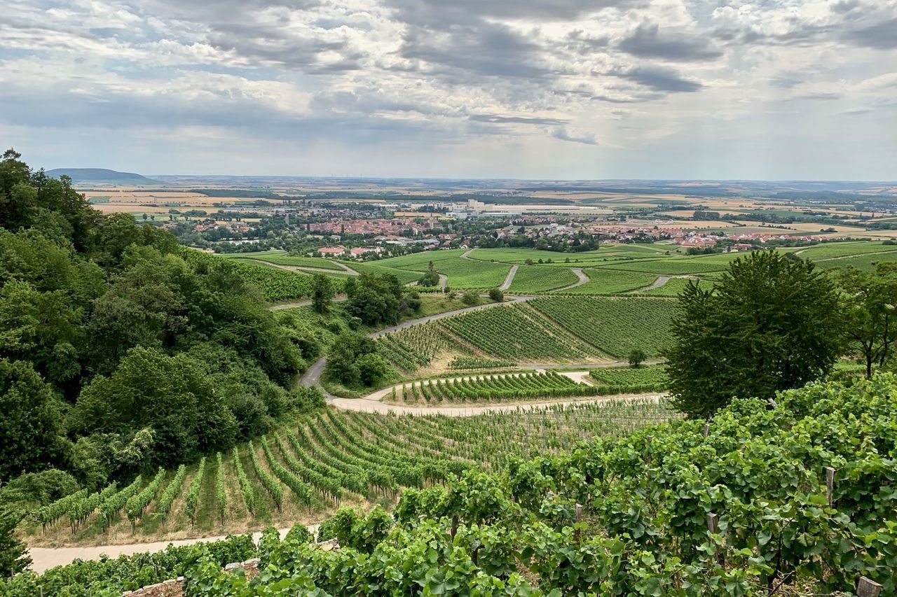 Boessneck Wein