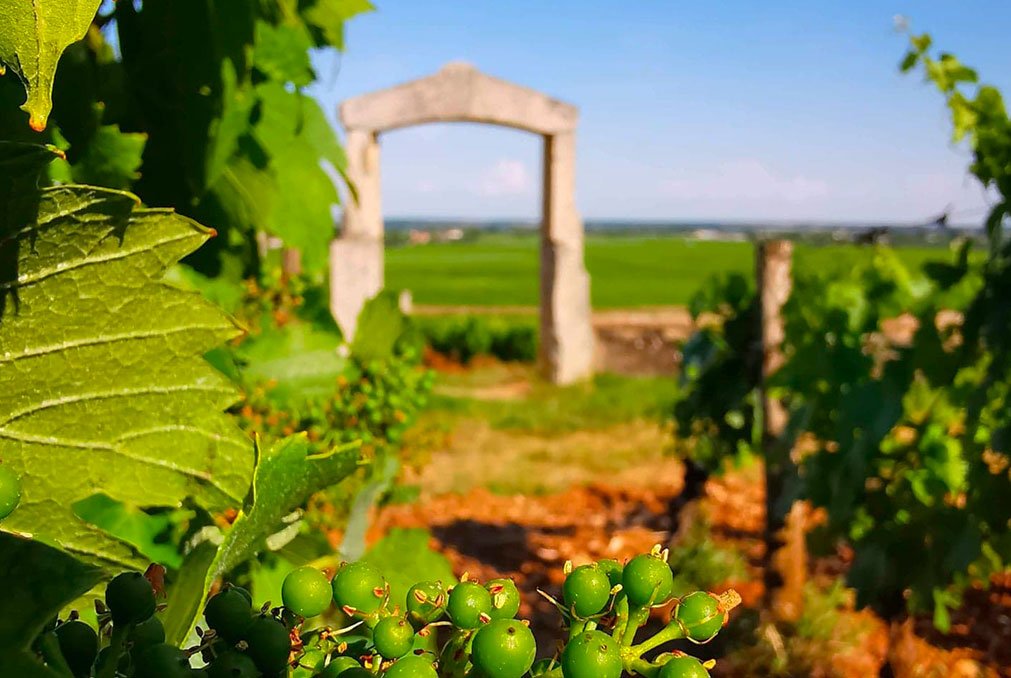 Domaine Jean Chartron, Winery in Puligny-Montrachet