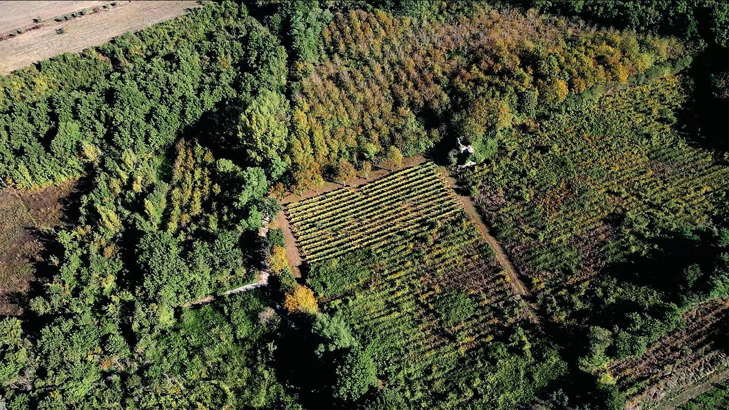 Tenuta Madre winery in Montefalcione