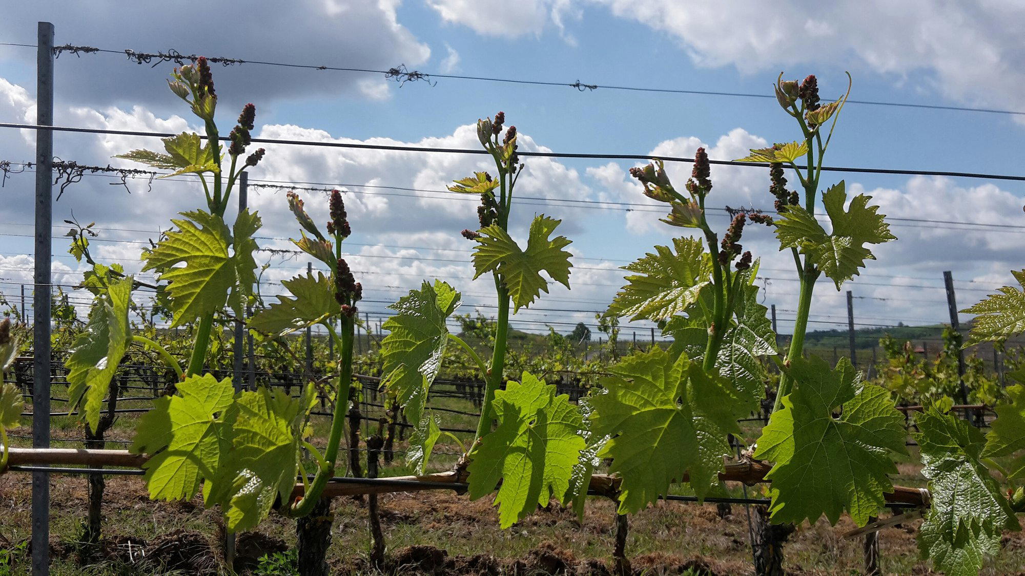Öko-Weingut Zang winery in Nordheim am Main