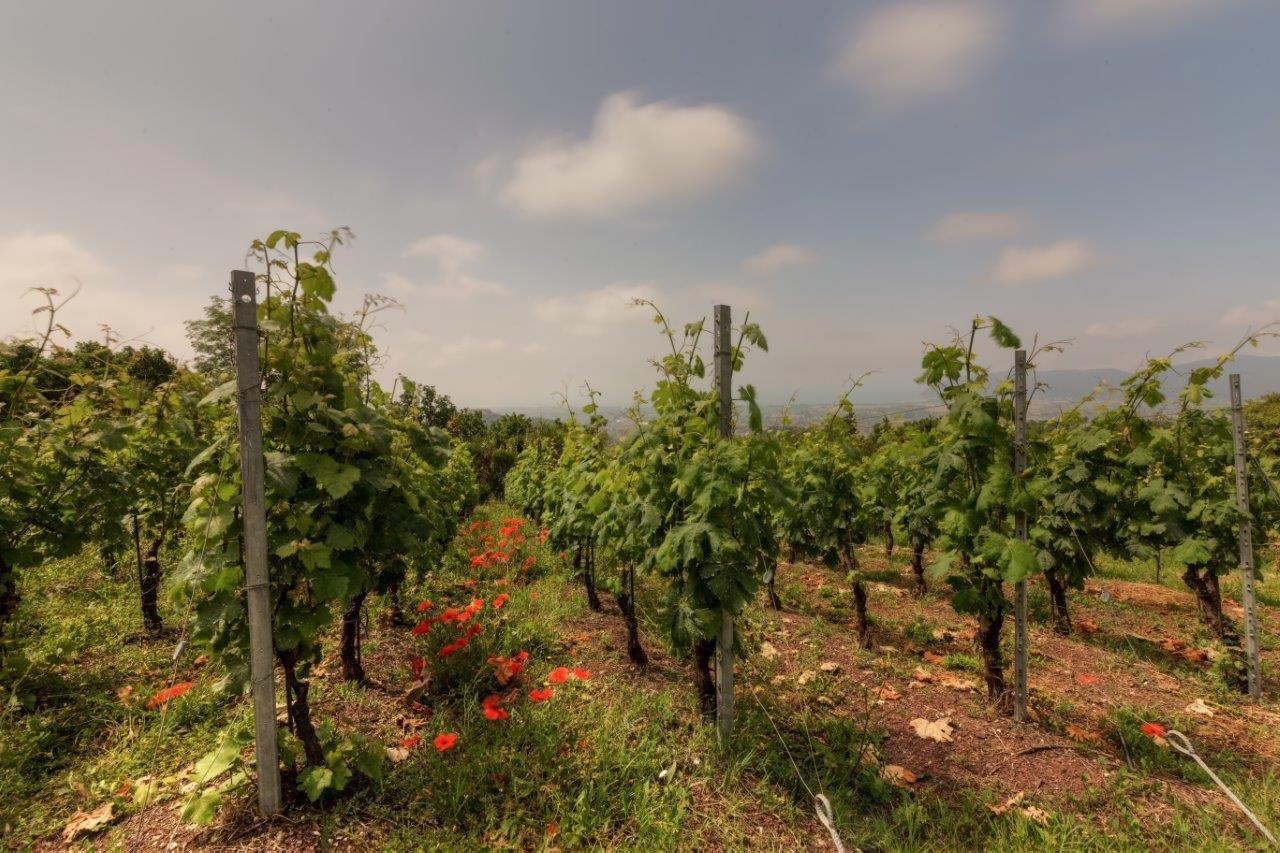 La Pietra del Focolare winery in Luni