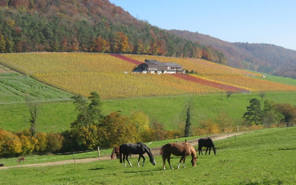 Büchli Weine, Effingen, Switzerland