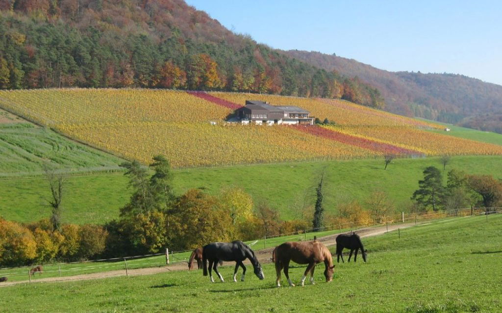 Büchli Weine, Winery in Effingen