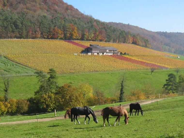 Büchli Weine, Effingen, Switzerland