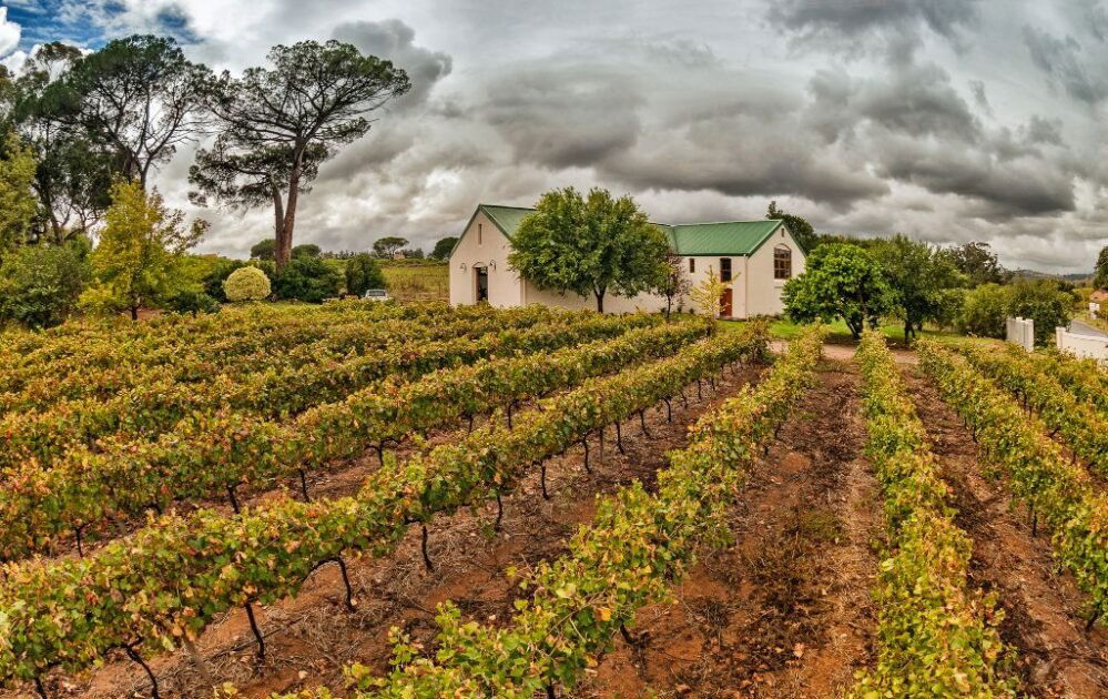 Le Riche Wines, Winery in Stellenbosch