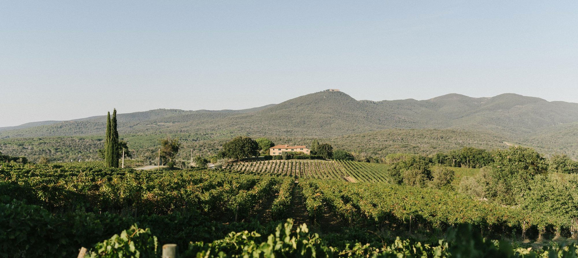 Grattamacco, Winery in Castagneto Carducci