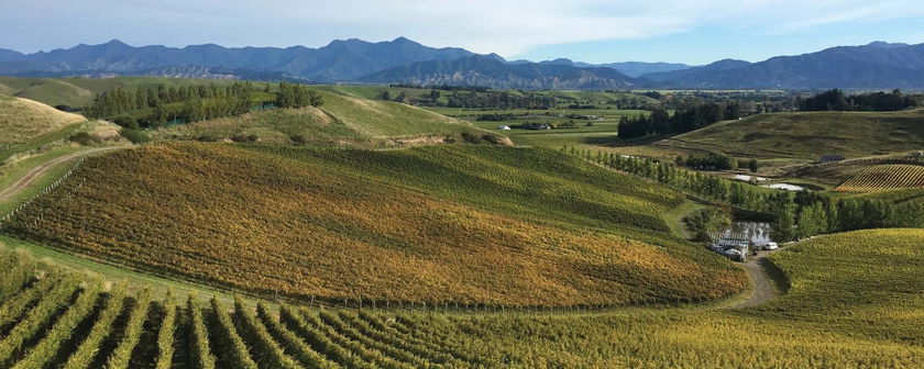 Blank Canvas Wines