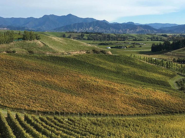 Blank Canvas Wines, Blenheim, New Zealand