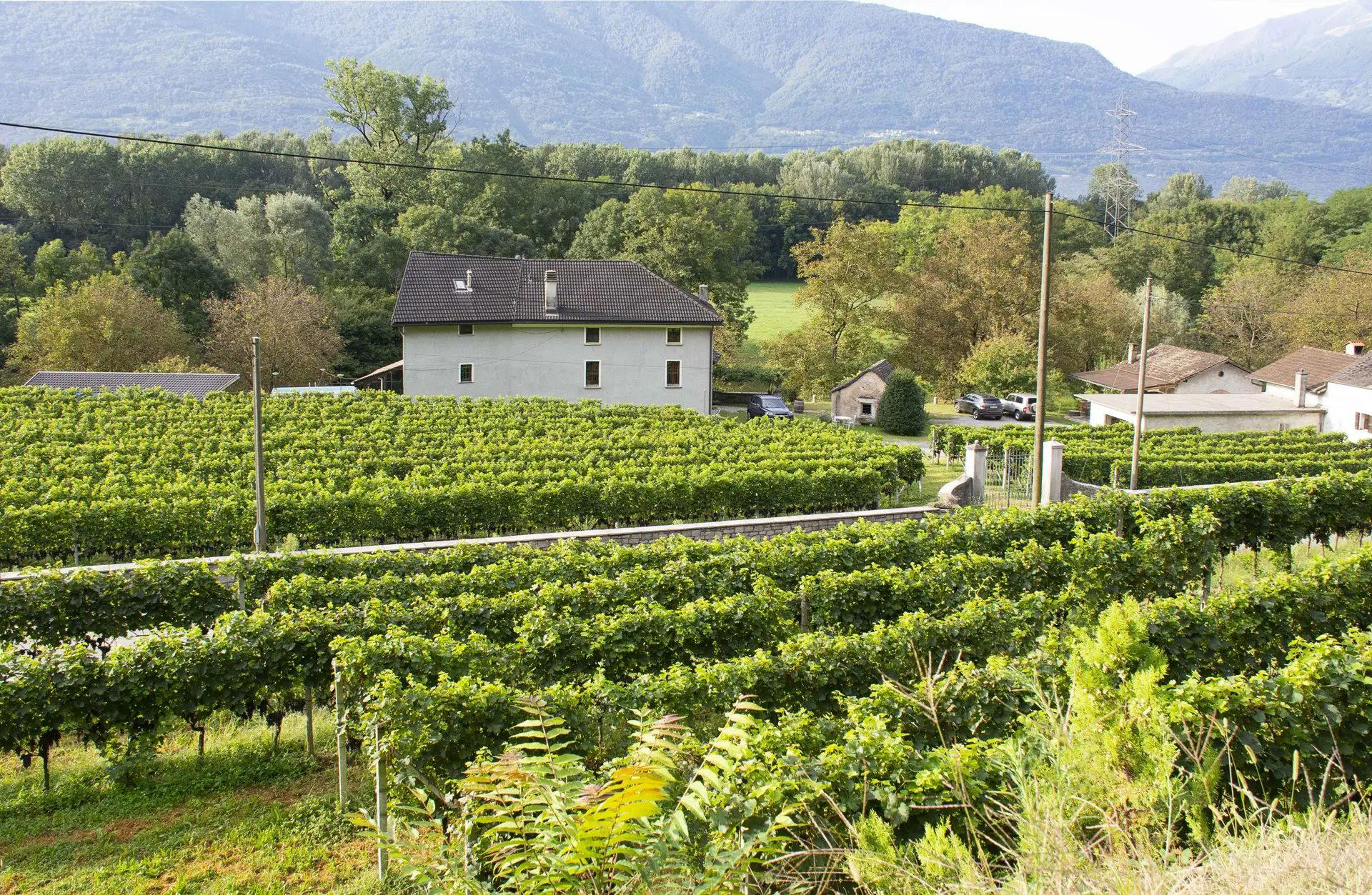 Tenuta Sasso Chierico winery in Bellinzona