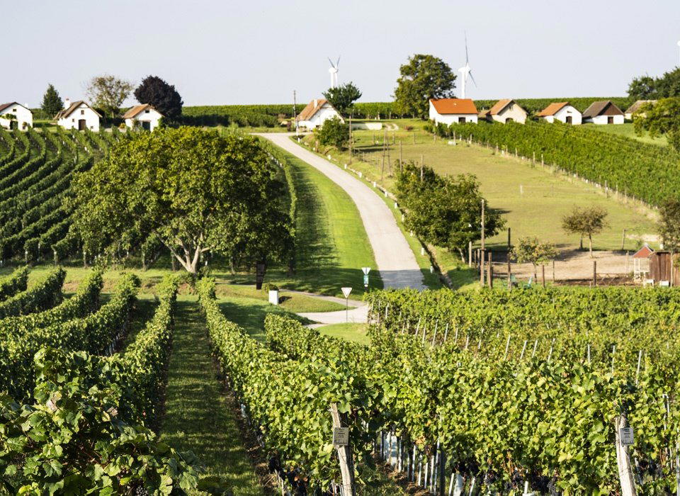 Weingut Artner winery in Hoflein