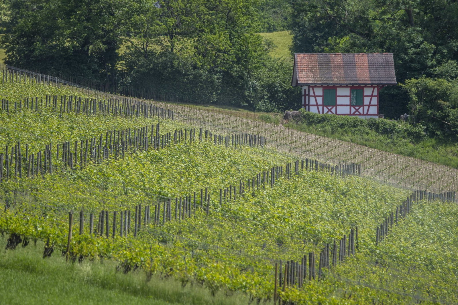 Bazzocco Weine, Itingen, Switzerland