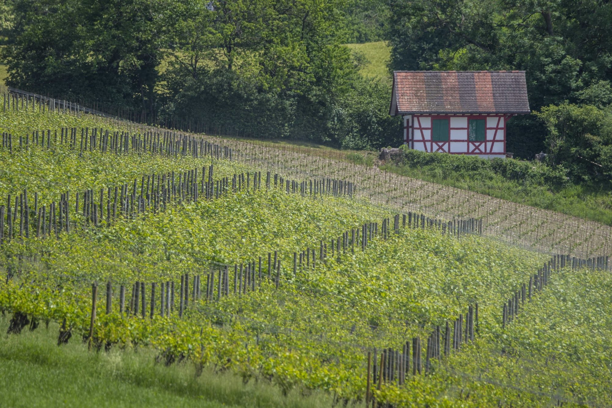 Bazzocco Weine, Itingen, Switzerland