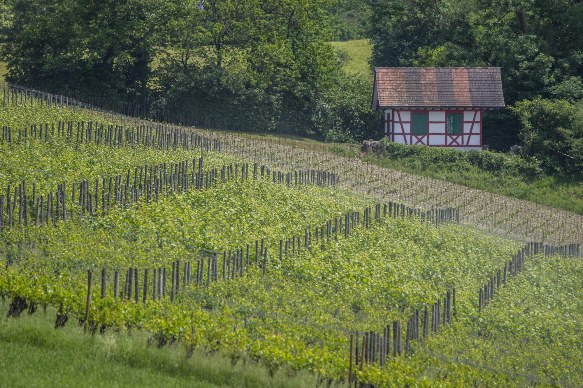 Bazzocco Weine winery in Itingen, Switzerland