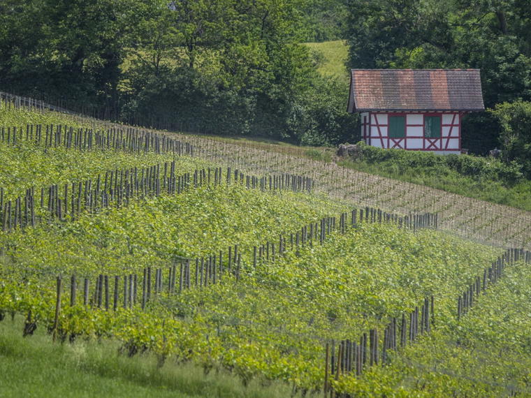 Bazzocco Weine, Itingen, Switzerland