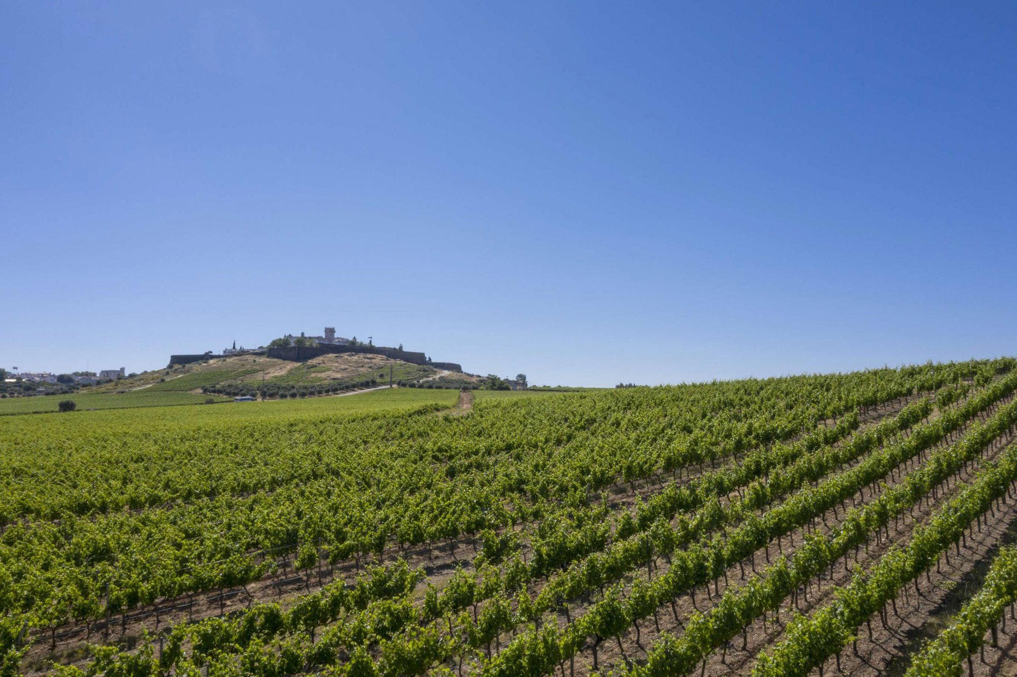 João Portugal Ramos winery in Estremoz