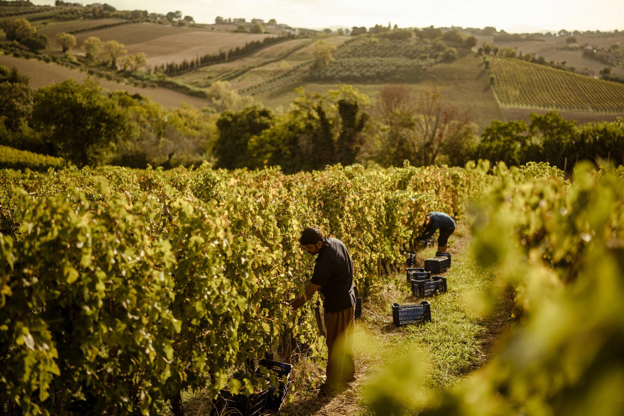 Tenuta di Fra' winery in Morro D Alba, Italy