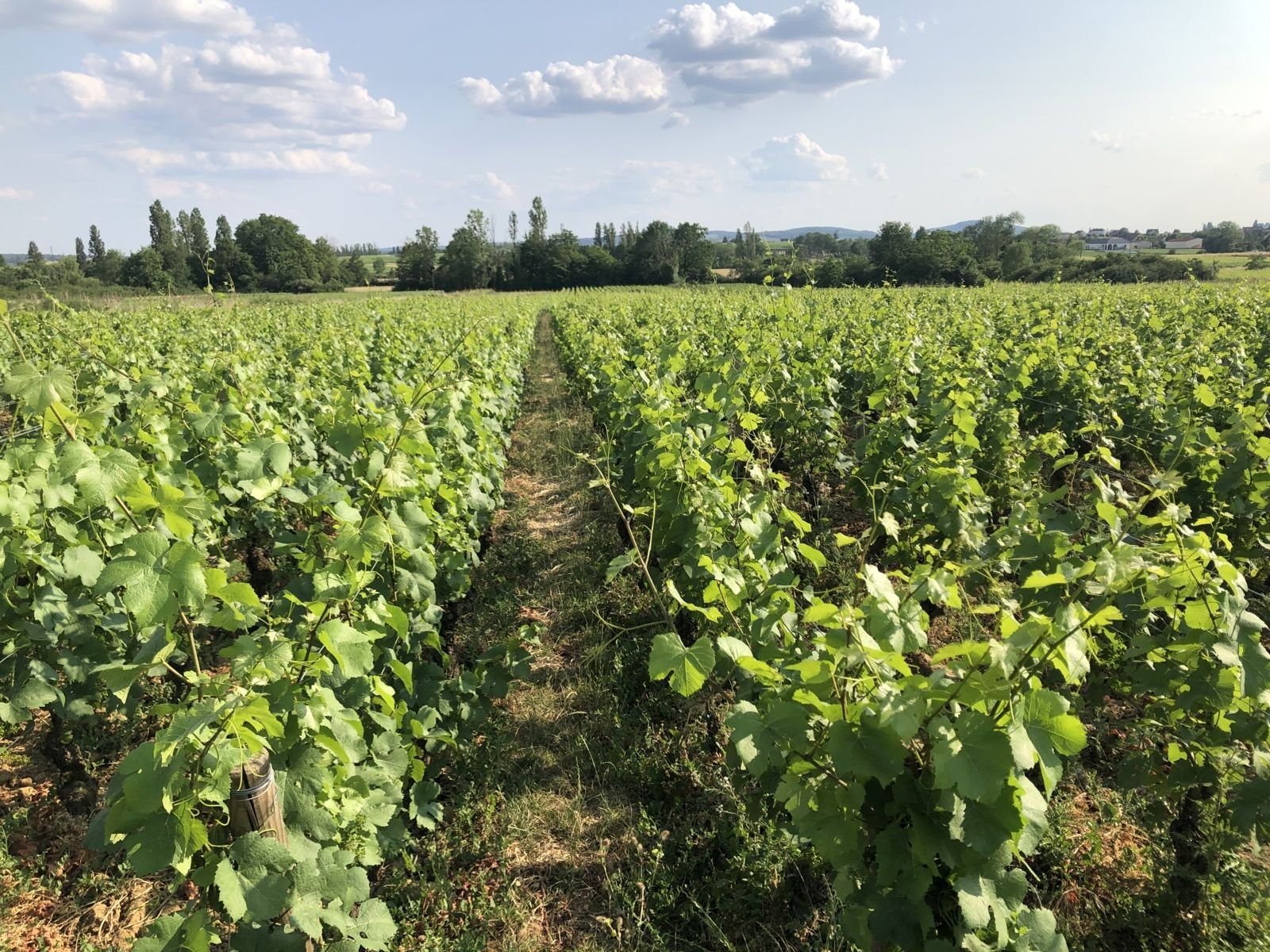 Domaine Buisson-Charles