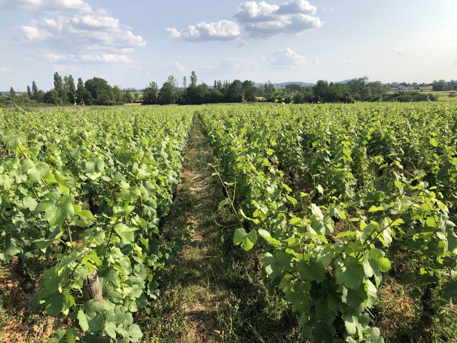 Domaine Buisson-Charles, Winery in Meursault
