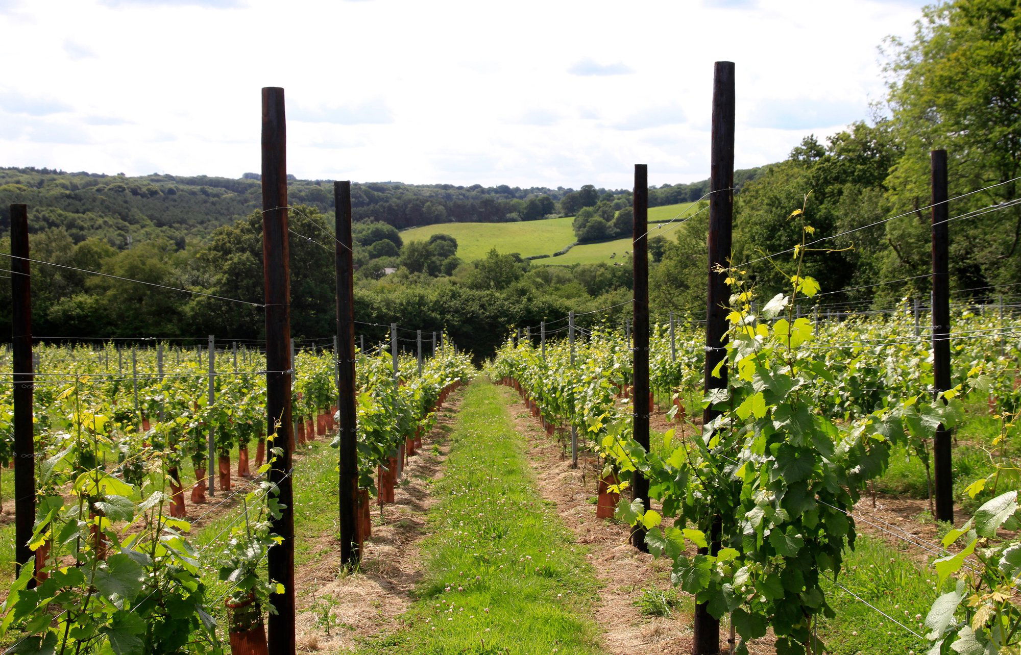 Busi Jacobsohn Wine Estate, Winery in Eridge Green